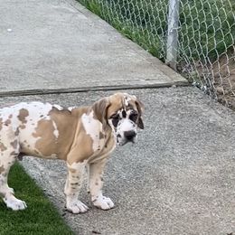 Great Dane Puppies from RoseCity Great Danes 🌹