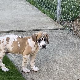 Great Dane Puppies from RoseCity Great Danes 🌹