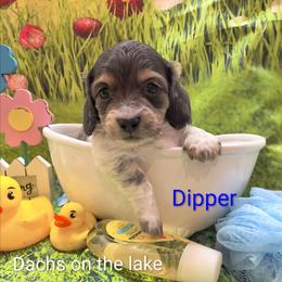 Dipper - Blue and cream male Dachshund puppy in Grove, Oklahoma from Dachs on the lake