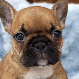 French Bulldogs from Doree's Riverside Frenchies