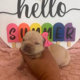Fluffy creamsicle - Cream female French Bulldog puppy in Tucson, Arizona from Furever Friends
