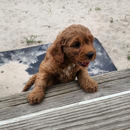 Marcy - Red female Australian Labradoodle puppy in Ocala, Florida from Vinton Valley Australian Labradoodles