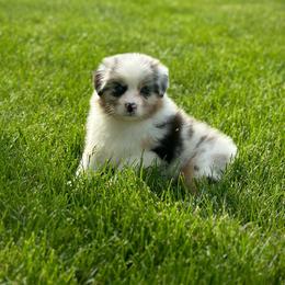 Hogan - Blue merle male Australian Shepherd puppy in Fountaintown, Indiana from Timber Run Aussies