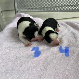 Border Collie Puppies from Megan Stewart