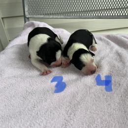 Border Collie Puppies from Megan Stewart