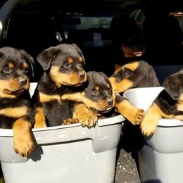 Rottweiler Puppies from Mickey's Rottweilers