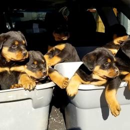Rottweiler Puppies from Mickey's Rottweilers