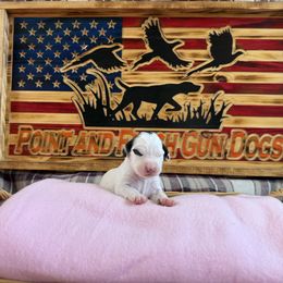 Girl 3 - Blue belton and tan (tri-color) English Setter puppy in Potosi, Wisconsin from Point and Flush Gun Dogs