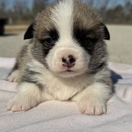 Happy - Red male Pembroke Welsh Corgi puppy in Stephenville, Texas from Rising JM Pembrokes