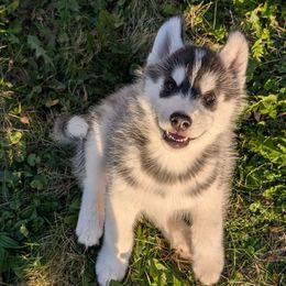 Osprey - Black and white male Siberian Husky puppy in Webster City, Iowa from Kaleidoscope Kennels