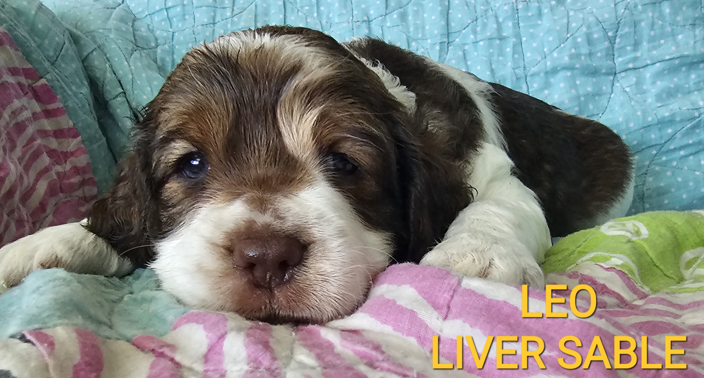 Leo - Liver white and tan English Springer Spaniel puppy in Crockett, Texas from Obsidian Rose