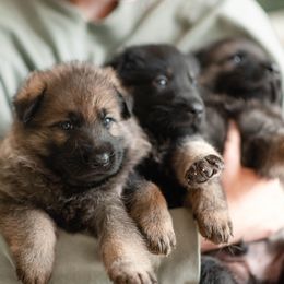 German Shepherd puppies from Vom Rindahaus Shepherds