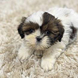 Tao - Tricolor male Shih Tzu puppy in Bourne, Massachusetts from Shih Tzu Pups