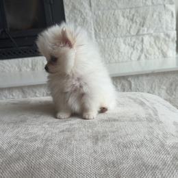 Girl - Cream female Pomeranian puppy in Meridian, Idaho from Precious poms