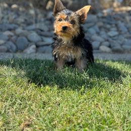 Saddie - Black and tan female Yorkshire Terrier puppy in Ceres, California from Mr.Yorkie