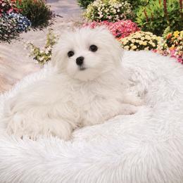 Rose - White female Maltese puppy in North Myrtle Beach, South Carolina from Perfect Puppies
