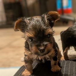 Marley - Black and tan female Yorkshire Terrier puppy in Gatesville, Texas from KontryKritterz Yorkies