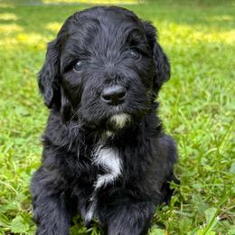 Coal - Black phantom male Aussiedoodle puppy in Churchville, New York from Bluebird Family Farm