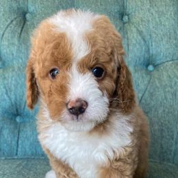 Goldendoodle and Poodle Puppies from Crane Train Poodles & Doodles
