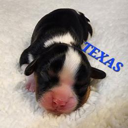AKC TEXAS - Tri-color male Cavalier King Charles Spaniel puppy in Joplin, Missouri, Missouri from HOL-A-DA CAVALIERS