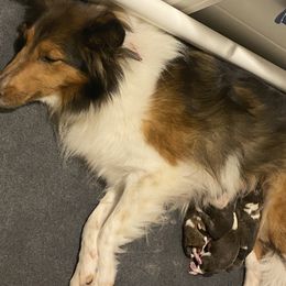 Shetland Sheepdog Puppies from Clark Kennel Shelties