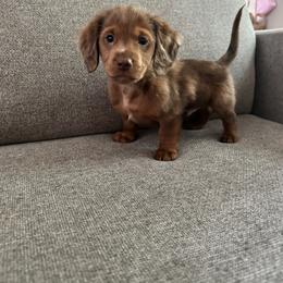 Woody - Chocolate male Dachshund puppy in Dayton, Ohio from LUXEYPUPS