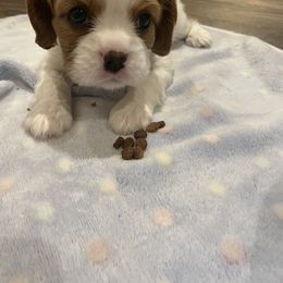 Cavalier King Charles Spaniel Puppies from Mia Loves Kingston Cavaliers