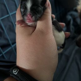 Serenade - Black parti male Pomeranian puppy in Stanton, California from Pure hearts