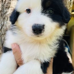 Panda - Black tri-color female Australian Shepherd puppy in Bunnell, Florida from Royal Biewer and Royal Aussies