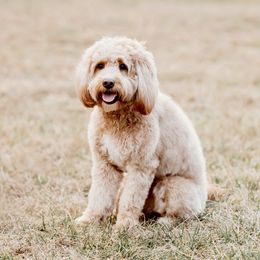 Tessa - Goldendoodle