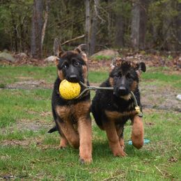 German Shepherd Puppies from Vom Aariz