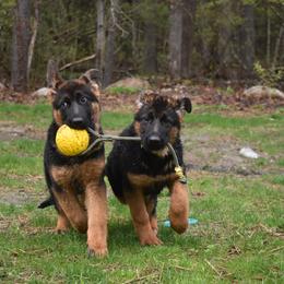 German Shepherd Puppies from Vom Aariz