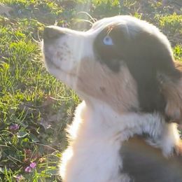 Brooklyn - Blue merle Miniature American Shepherd puppy in Ruffin, North Carolina from Valkyrie Adventures