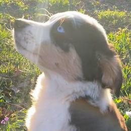 Brooklyn - Blue merle Miniature American Shepherd puppy in Ruffin, North Carolina from Valkyrie Adventures
