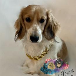 Parker - Dachshund