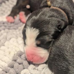 Boy 4 - Black, white and red male Greater Swiss Mountain Dog puppy in Hockessin, Delaware from Simply Swissies