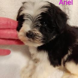 Ariel - Parti female Miniature Schnauzer puppy in Midland, Texas from Shebbies Puppy Palace