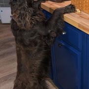Boykin Spaniels from Tabby’s Sweet Boykins