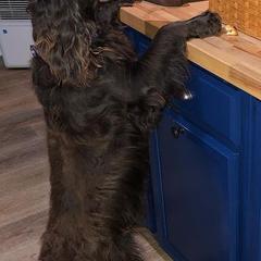 Boykin Spaniels from Tabby’s Sweet Boykins
