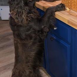 Boykin Spaniels from Tabby’s Sweet Boykins