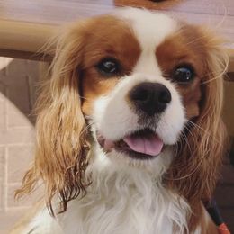 Cavalier King Charles Spaniels from Casa de Cavaliers