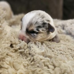 AKC - Quad Clear Merle - Boy 2 - Blue merle and white male Cardigan Welsh Corgi puppy in Tombstone, Arizona from WeVolution Off-Grid