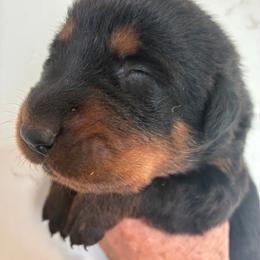 Puppy 6 - Black and rust female Beauceron puppy in Patten, Maine from Beaucerons De La Valle Katahdin