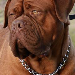 Dogues de Bordeaux from SinCity DDB