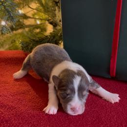 American Corgi and Pembroke Welsh Corgi Puppies from Flying K Corgis