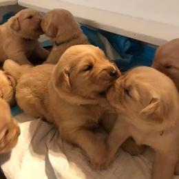 Golden Retriever and Pembroke Welsh Corgi Puppies from Shire Springs Kennels