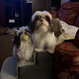 Shih Tzu Puppies from LaDawn’s Little Lions