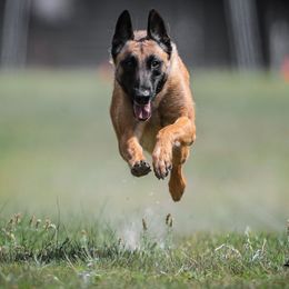 Belgian Malinois from Lynnhaven Kennel