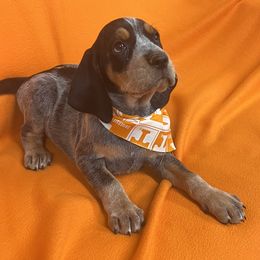Bluetick Coonhound and Labrador Retriever Puppies from Five Oaks Retreat