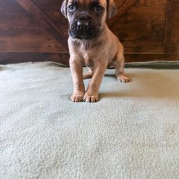 Cane Corso Puppies from Cowan Farms